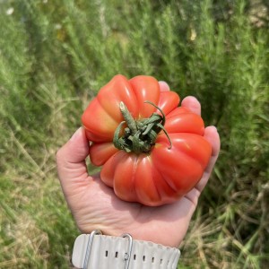 Tomates Heirloom, aprendí muchisimo en el tour 🤩