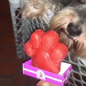 Paleta para perro