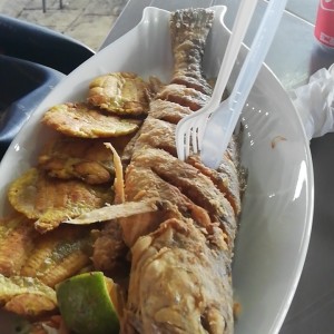 corvina frita