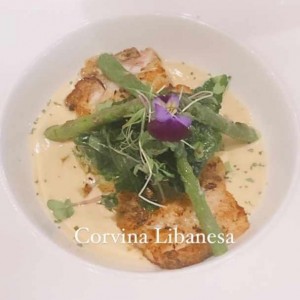 Corvina libanesa