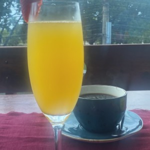 Mimosa